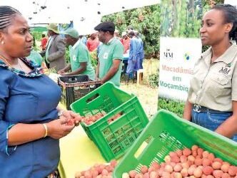 Manica vai aumentar 15% na comercialização agrícola em 2023