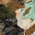 Quatro detidos indiciados de tráfico e venda ilegal de drogas na Beira